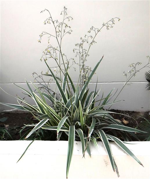 Dianella tasmanica